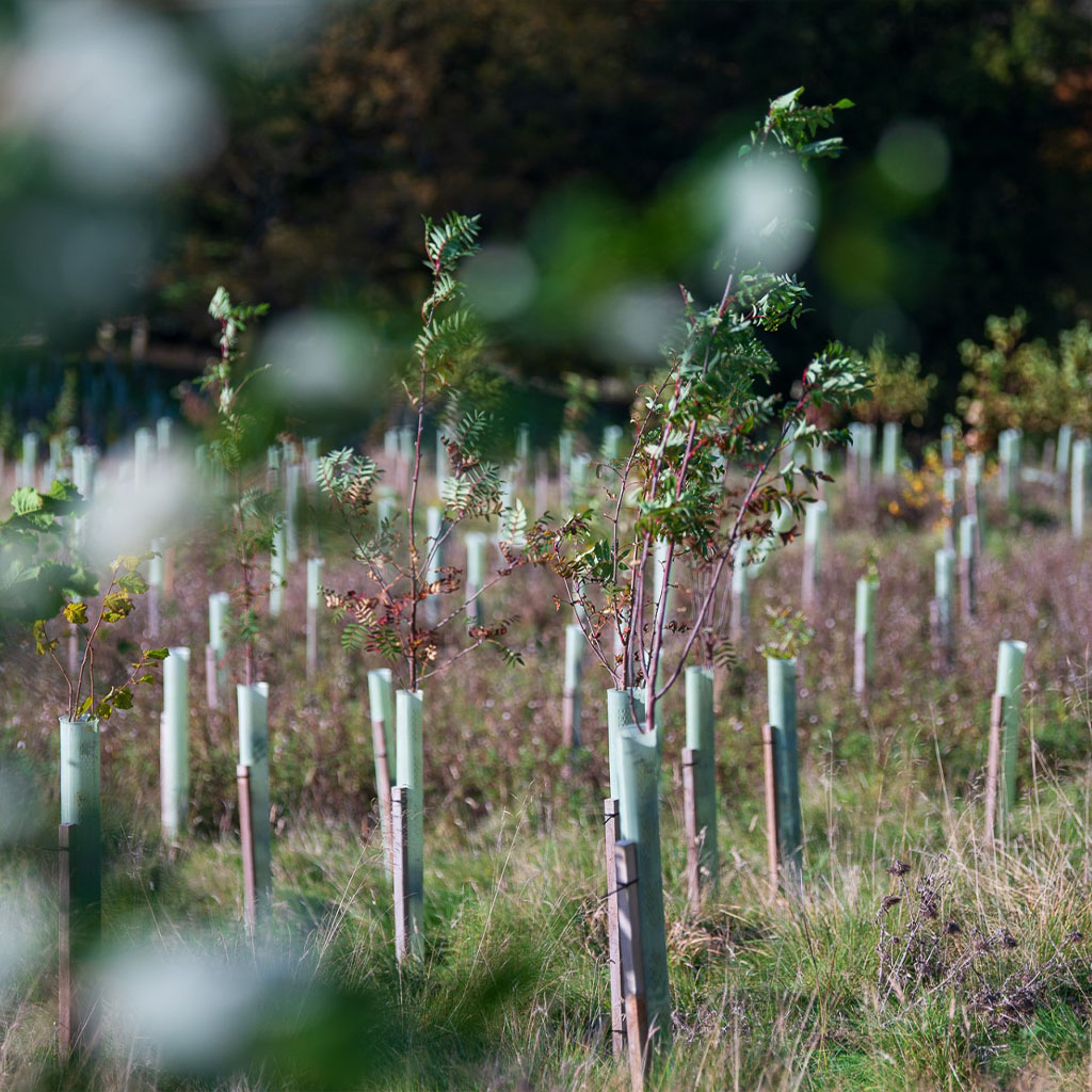 UmbrellaWorkshop tree planting