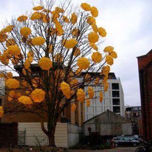 Tree with no leaves with hundreds of yellow open umbrellas attached to the branches. Art by Sam Spenser